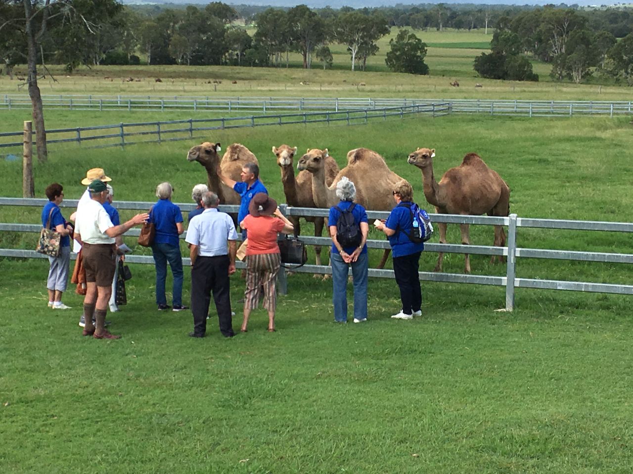 Talking with camels near Boonah