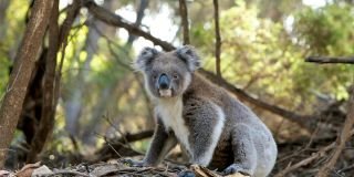 ‘Huge milestone’ in koala care