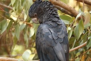 Black cockatoos, bush, beach and an aged care home build. What could go wrong?