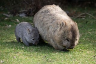 Can a wombat really outrun Usain Bolt?